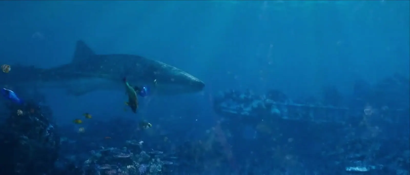 A shark in blue water
