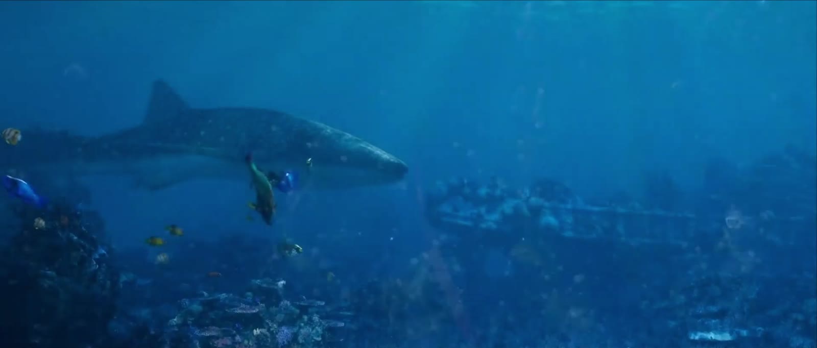 Un requin dans une eau bleue